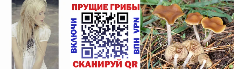 Галлюциногенные грибы ЛСД  как найти   Отрадное 